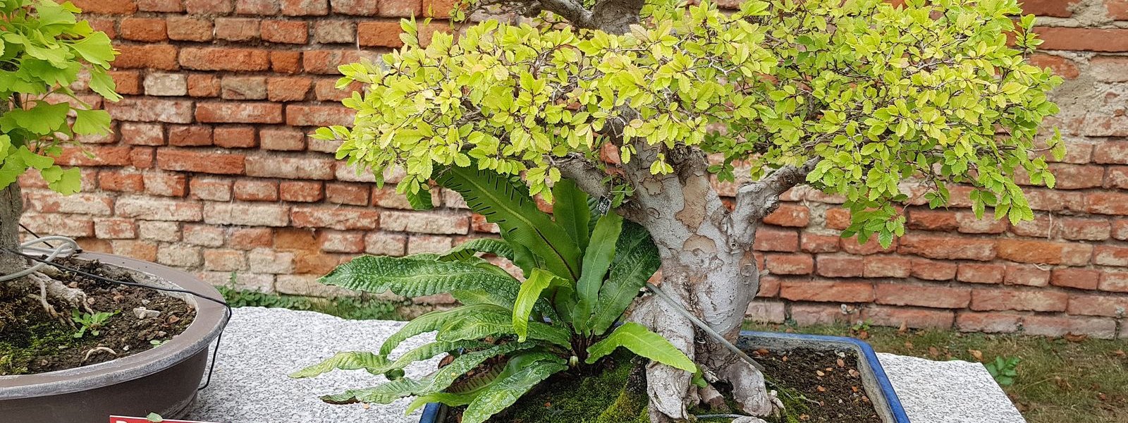 Wien Belvedere Alpengarten 2022