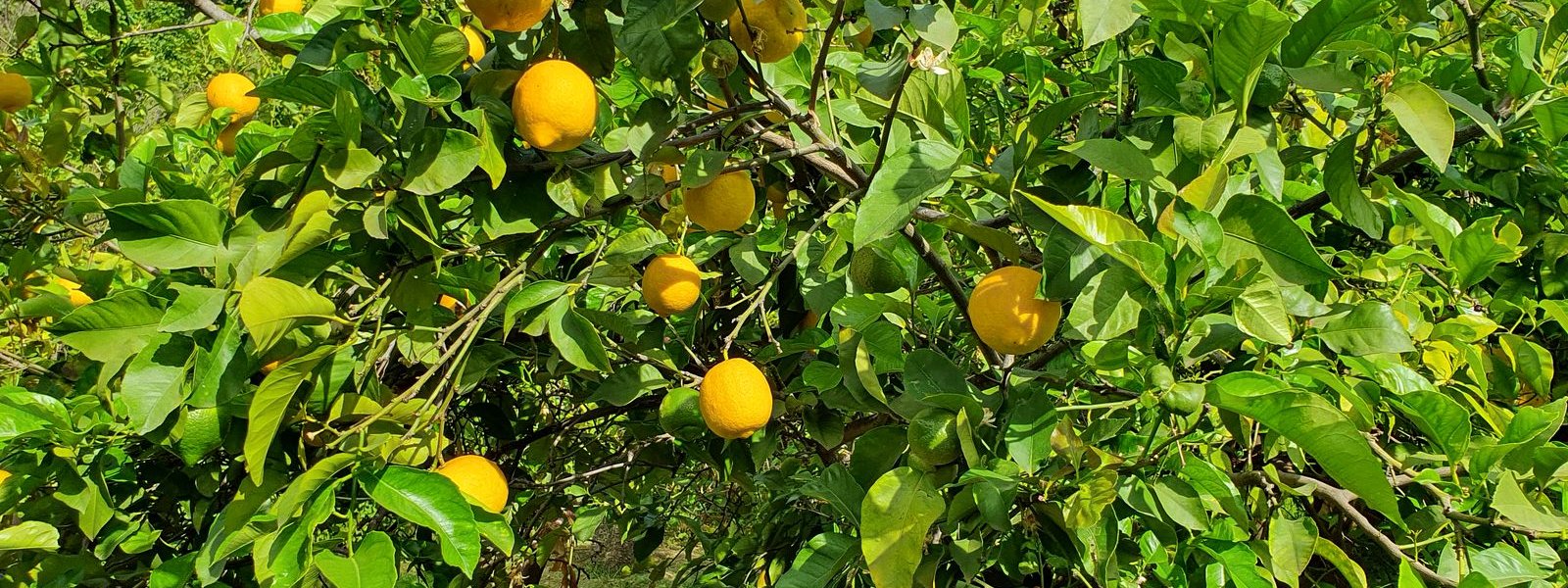 Malaga Jardin Botanico 2025