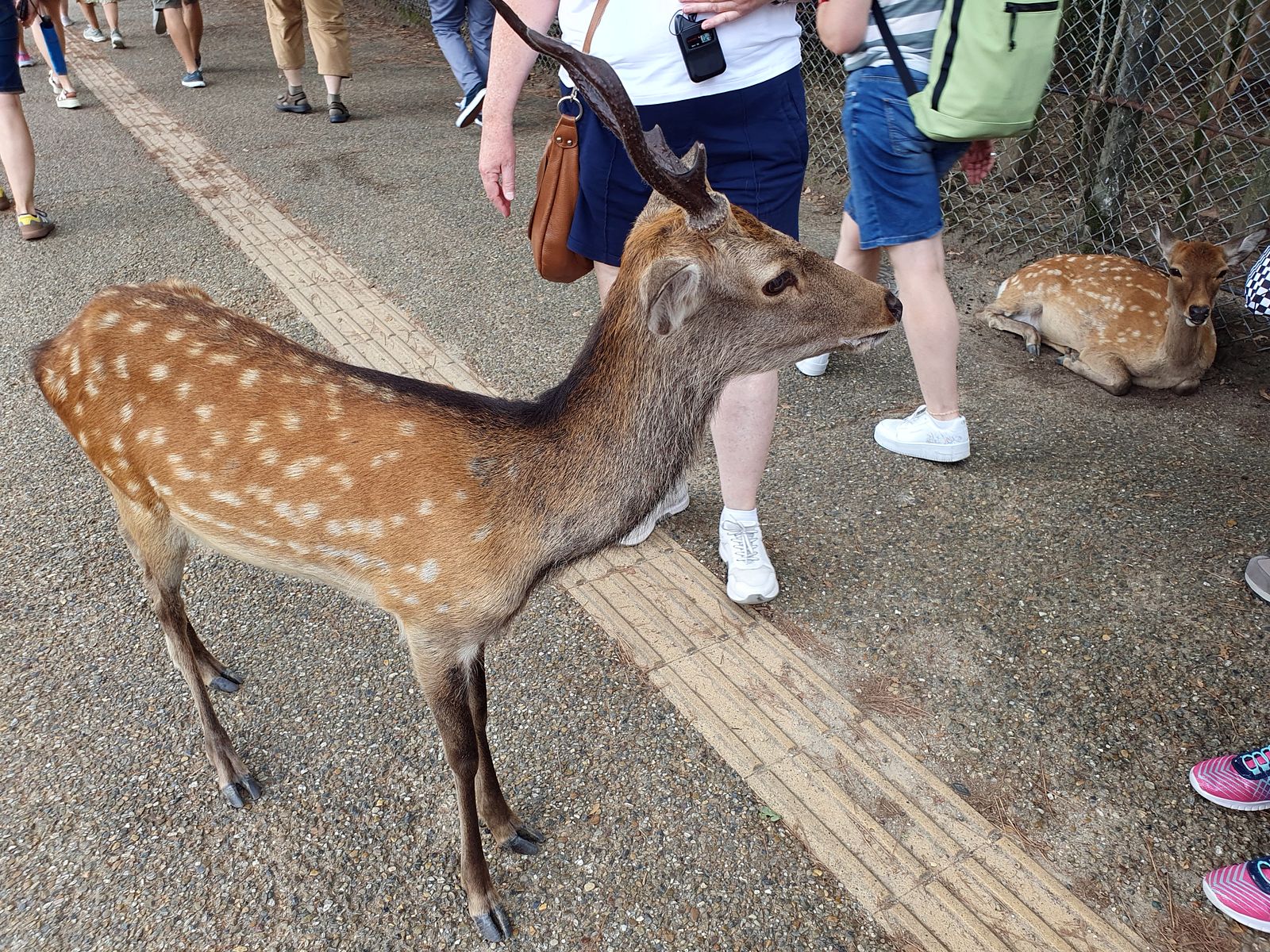 Nara Park