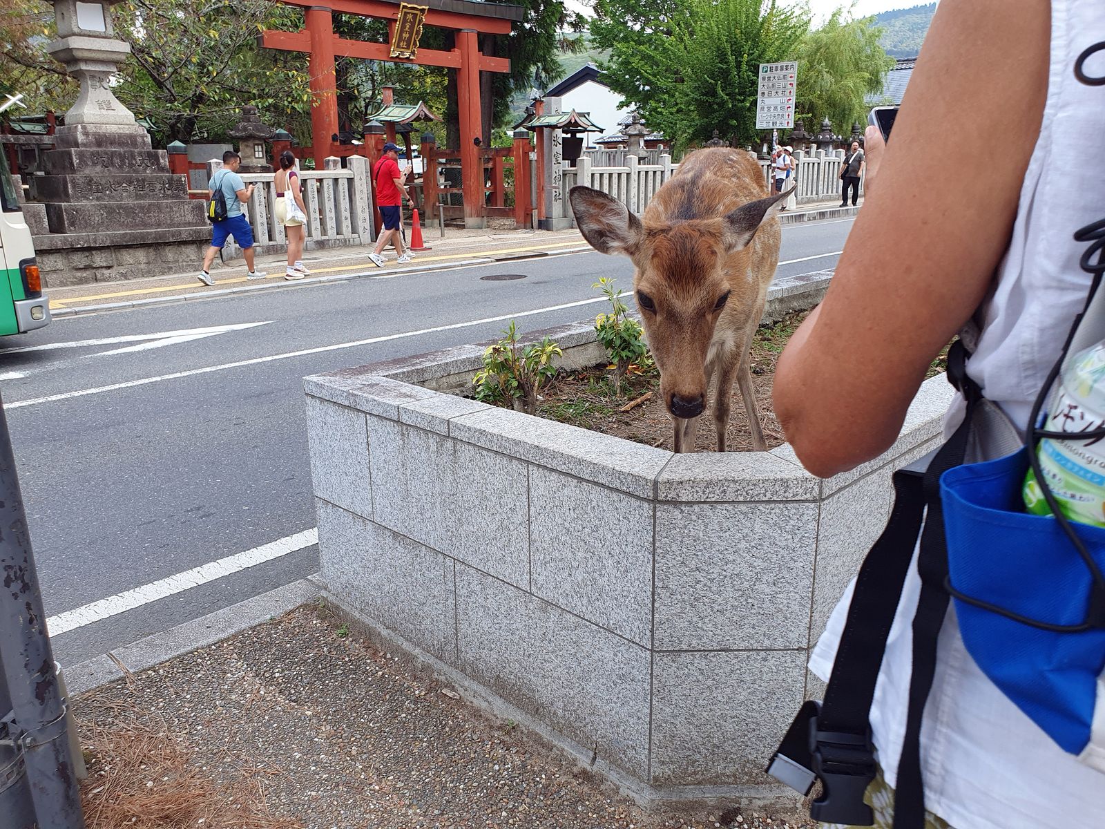 Video - Nara Park 2025