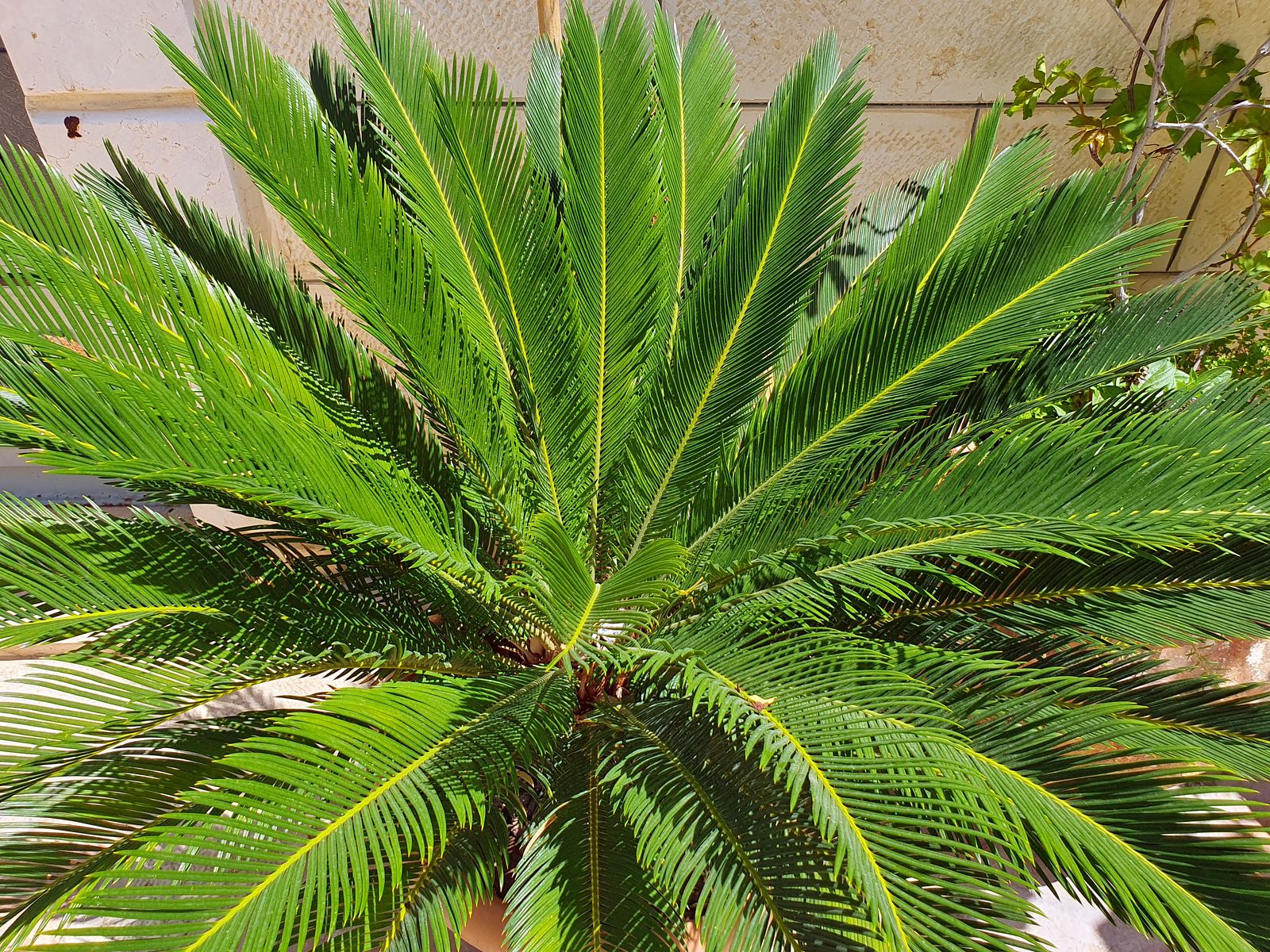 Prophet Elisha Greek Orthodox Church